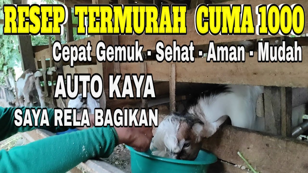 Resep Asli Termurah Cuma 1000❗ Sehat, Aman, cepat Besar Gemuk. peternak kambing untung