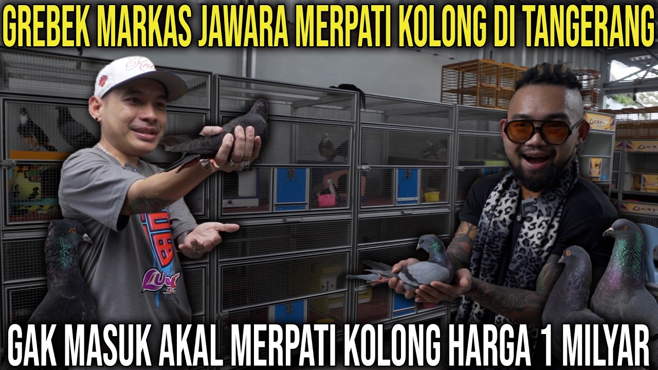 GREBEK MARKAS JAWARA MERPATI KOLONG DI TANGRANG GAK MASUK AKAL MERPATI KOLONG HARGA 1 MILYAR