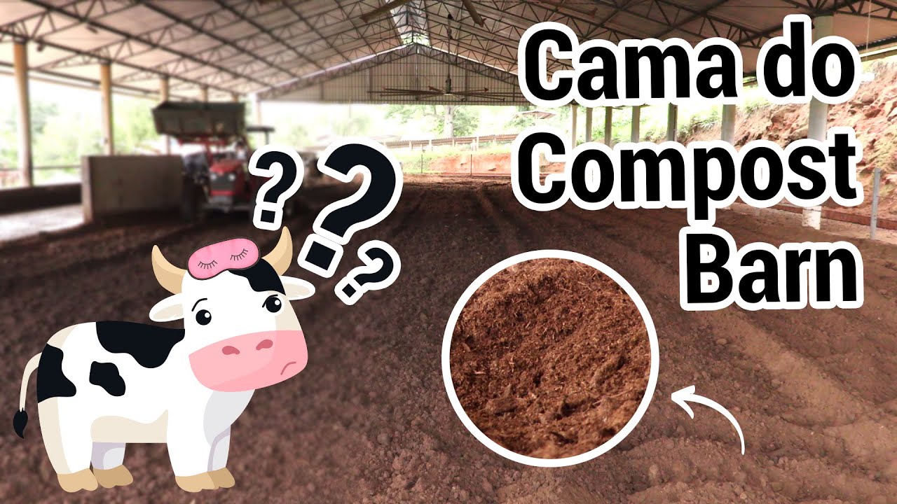 Qual material utilizar na cama de COMPOST BARN? | Dica EducaPoint
