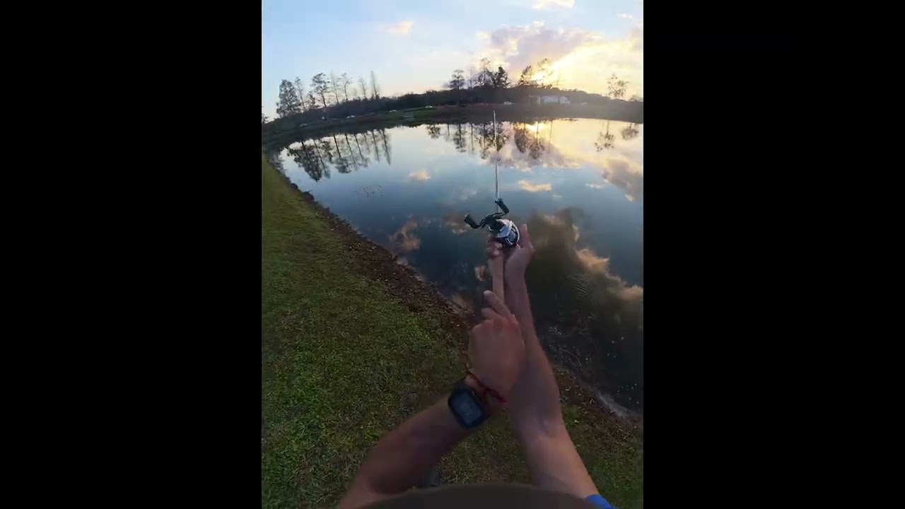 bass and turtle