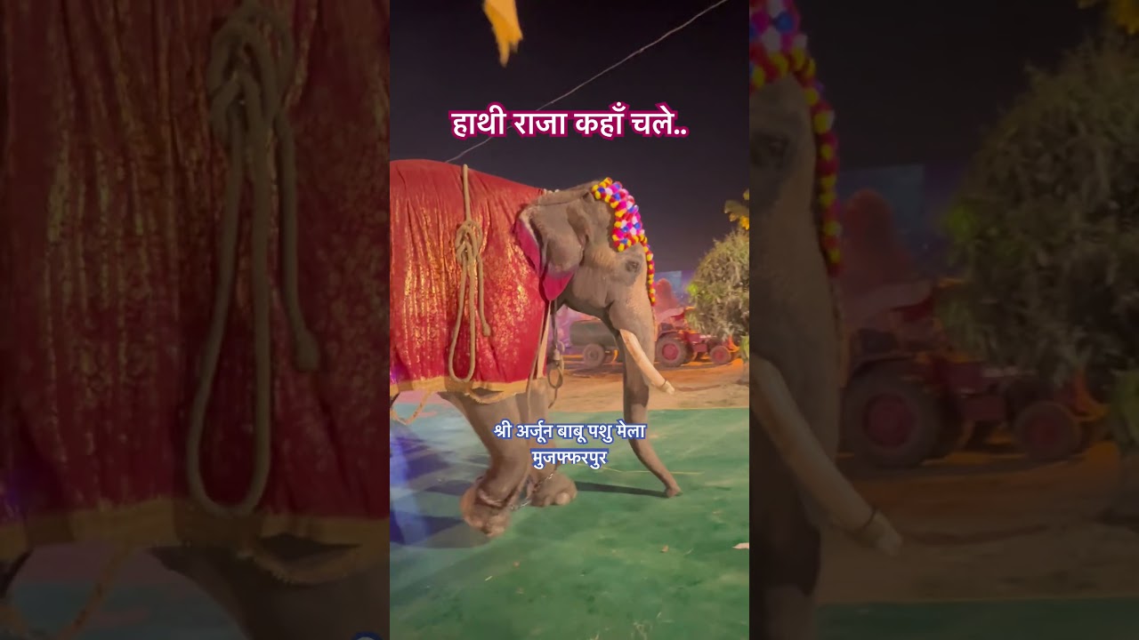Sri Arjun Babu Pashu Mela 2025 Garha Muzaffarpur | Hathi raja kaha chale #pashumela2025 #animalfair