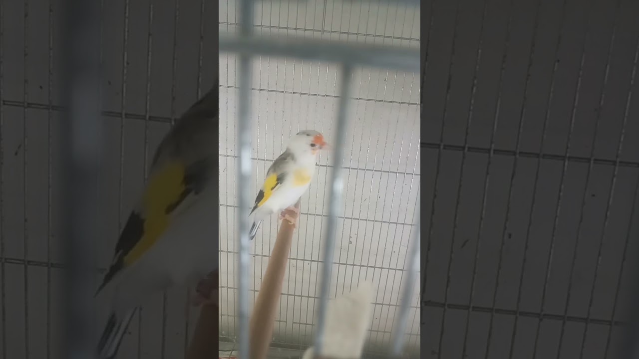 Akgerdan Saka Kuşu