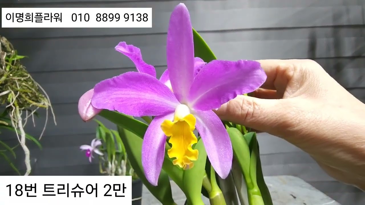 2026.2.24  산타나 카나리 셀리허니 티아모골드