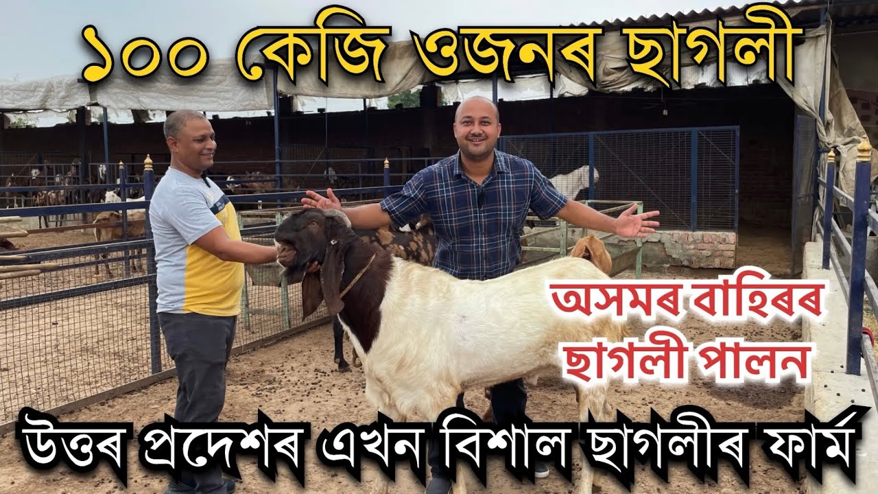 উত্তৰ প্ৰদেশৰ এখন বিশাল ছাগলীৰ ফাৰ্ম #goatfarm #goatfarming #farming ।Pranjal Gogoi। Goat farming