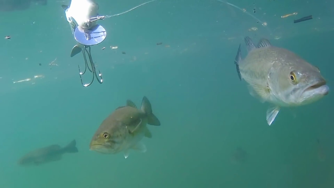 【バス釣り水中映像】トップウォーターの世界#2