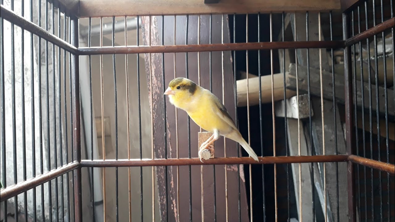 Suara Kicau Merdu Burung Kenari Di Pagi Hari Terapi Kenari Malas Bunyi