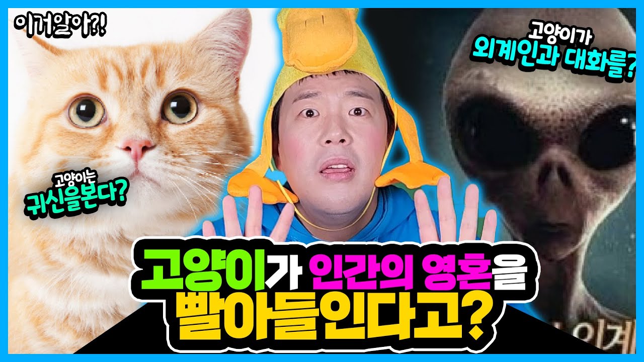 [이거알아?!-고양이괴담] (무서움주의) 고양이가 인간의 영혼을 빨아드린다고?! 고양이에 대한 괴담들!!! (feat. 꾸러기 남매)