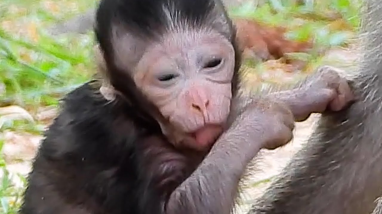 Oh Good! So Lovely Smart Cute Baby Monkey Newborn A Few Day I Adorable Baby Monkey.