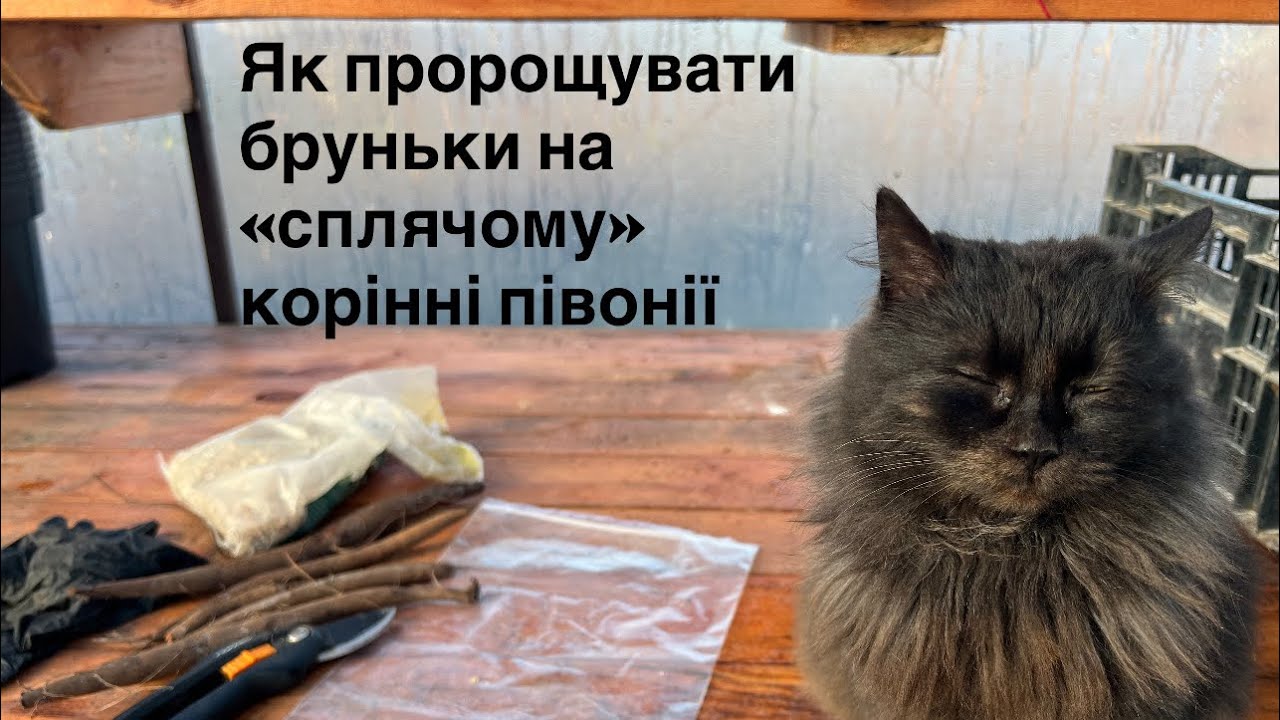 Як «розбудити» спляче коріння півоній – і для кого краще обрати півонії в горщиках