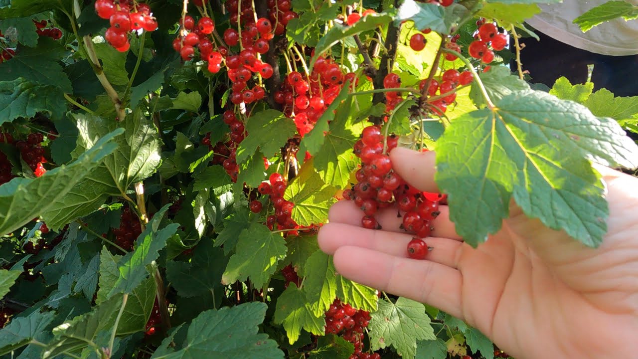 Can you name all the foods Marina is growing?
