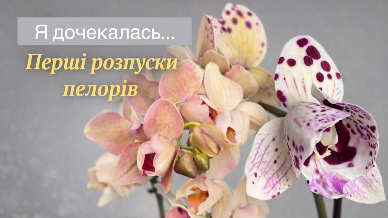 Нарешті дочекалась…перші РОЗПУСКИ пелорів😍#orchid #орхидея #орхідеї #цветущиеорхидеи #обзорорхидей
