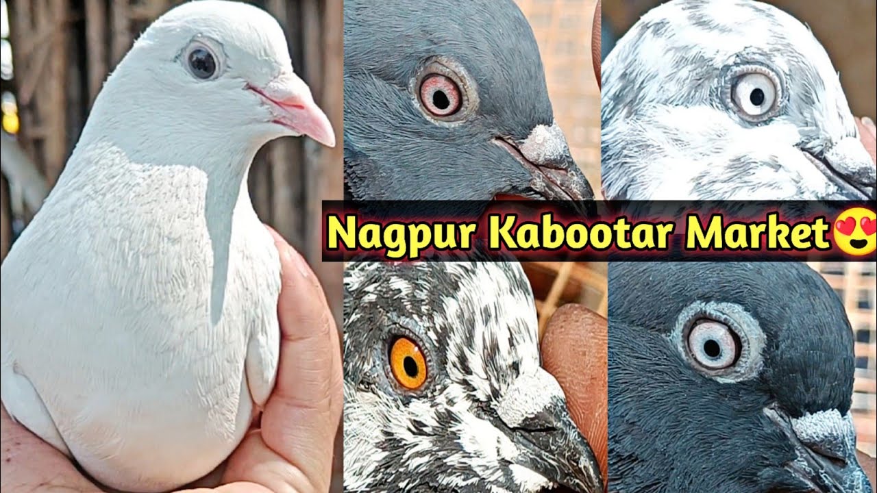 Nagpur Kabootar Market🕊️ | High Flyer Pigeons🔥