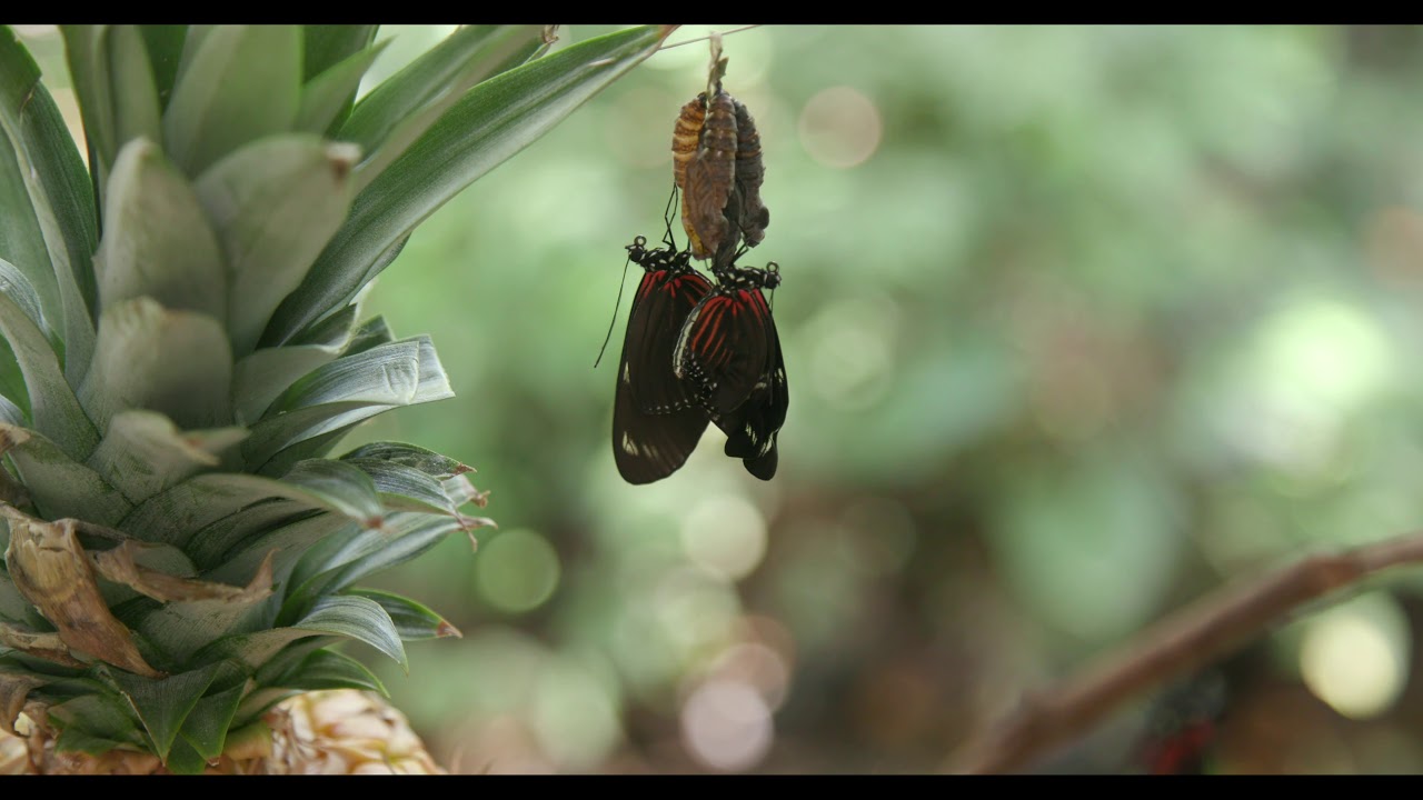 Heliconius doris -  emergence