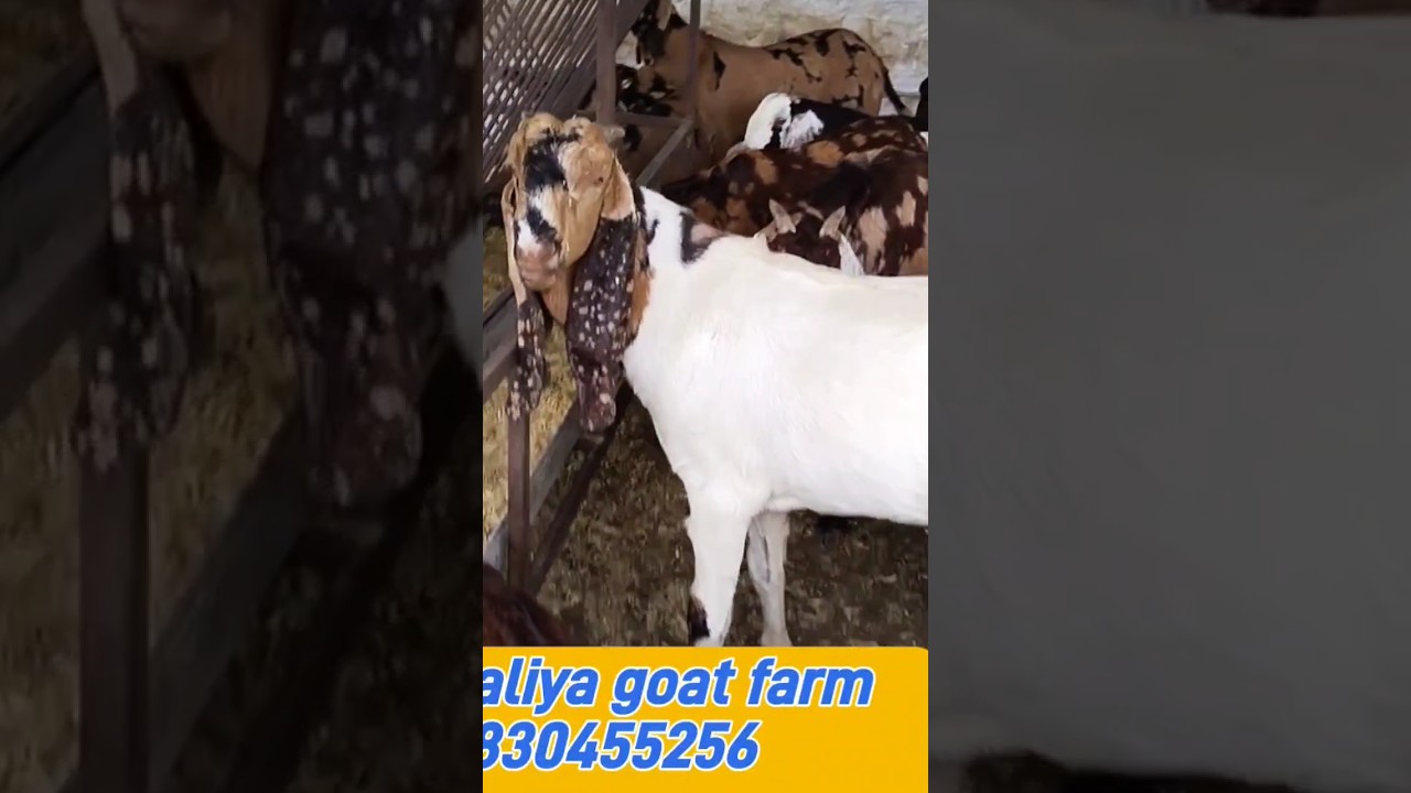 Mathura goat farm
