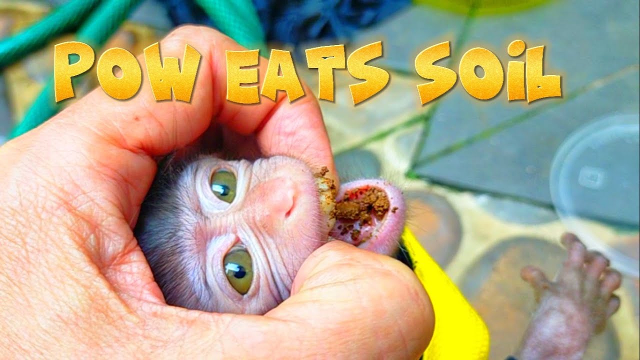 pow eats soil