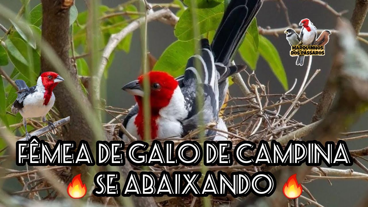Galo de campina FÊMEA SE ABAIXANDO pro macho - Pra foguear seu galo de campina 🔥