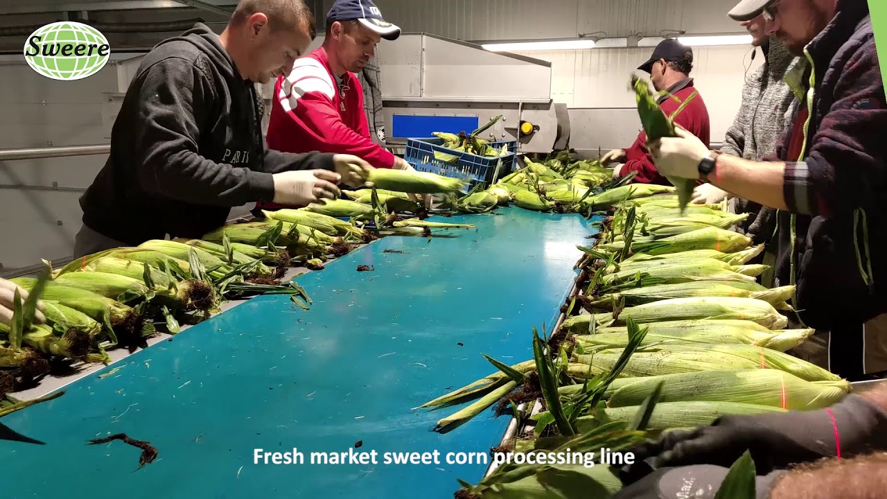 Fresh market sweet corn processing line - Sweere