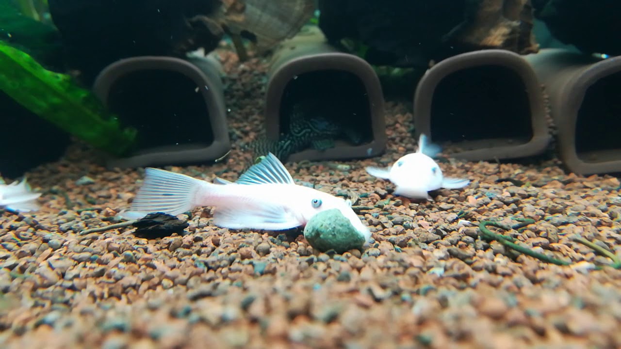 Ancistrus l144 snow white