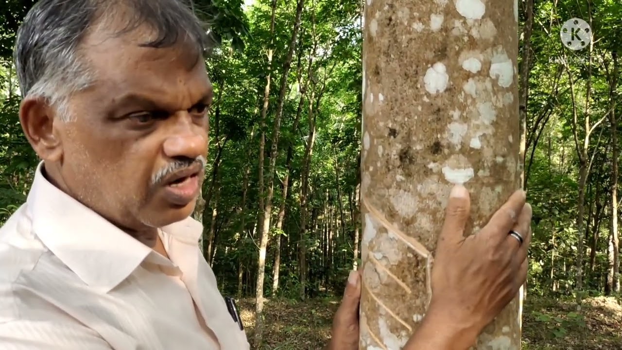 (Part-8)ടാപ്പിംഗ് ആരംഭിക്കുന്നതിനു മുൻപ് തീർച്ചയായും അറിഞ്ഞിരിക്കേണ്ട കാര്യങ്ങൾ