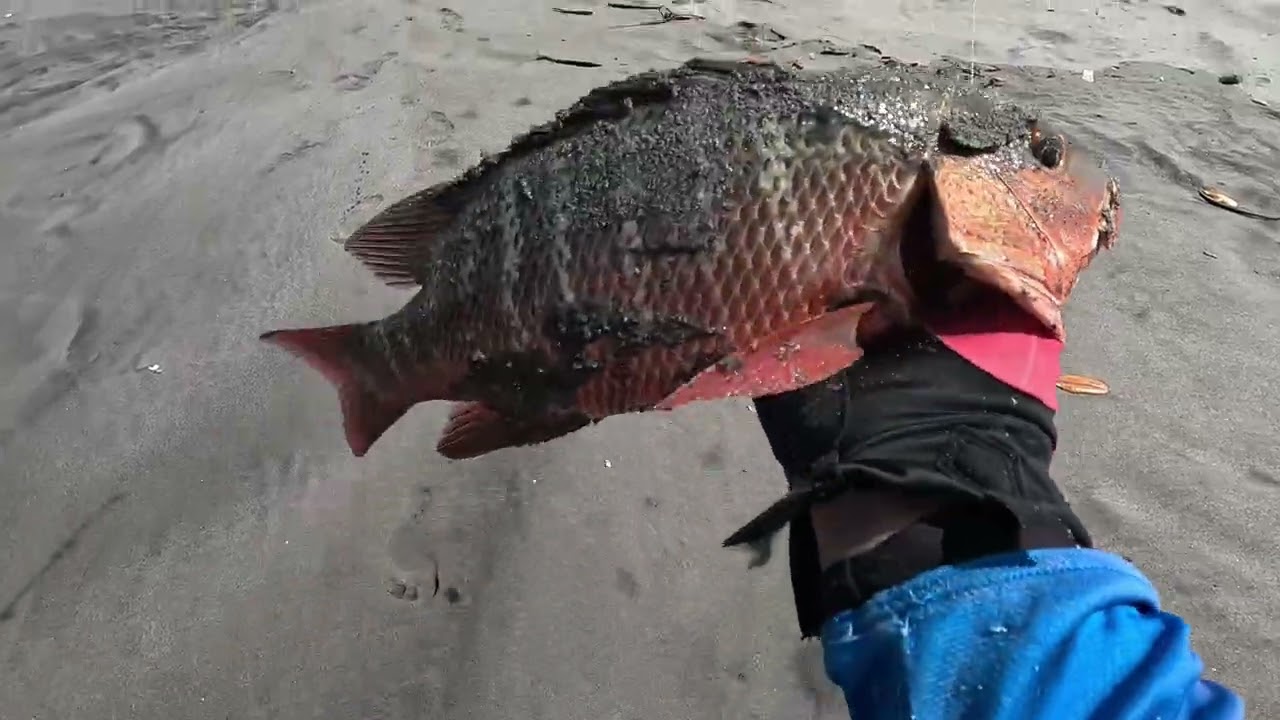 Pargo rojo con pupo vivo en las Costas chiapanecas ✌️