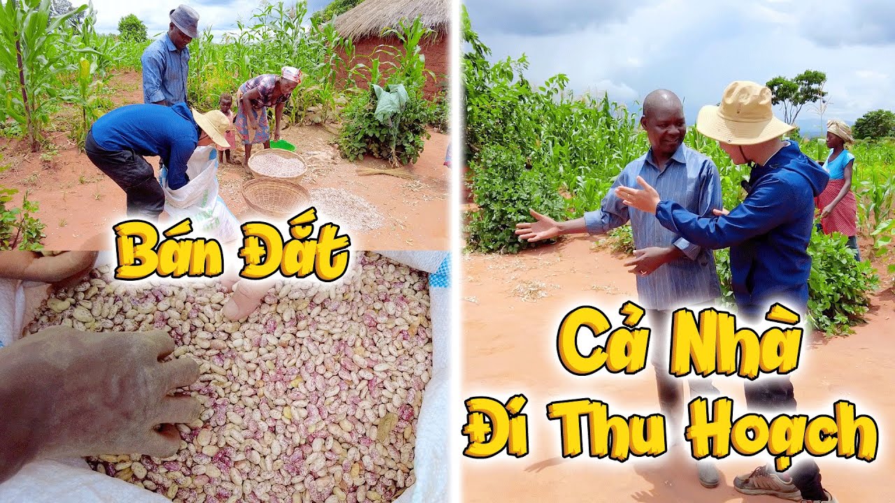 Chưa Bao Giờ NH&Agrave; B&Aacute;C THU HOẠCH SỐ LƯỢNG KHỦNG Thế N&agrave;y, Bản Mới Tr&uacute;ng Đậm