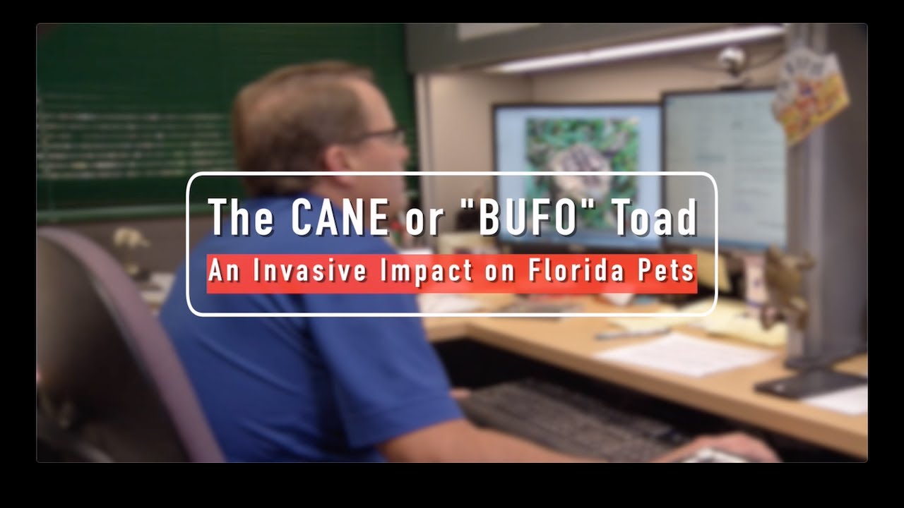 The Cane or 