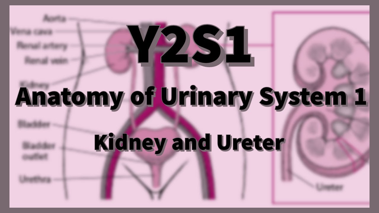Anatomy of Urinary System I : Kidney and Ureter