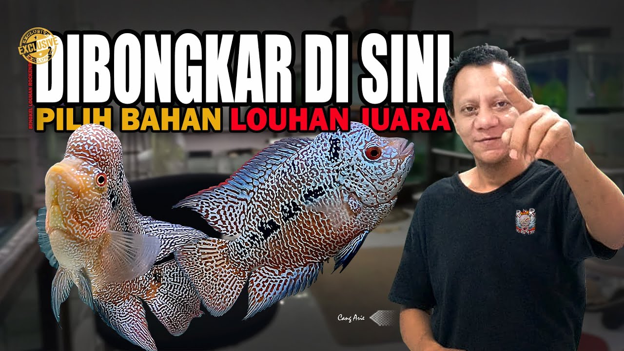 DIBONGKAR DI SINI! RAHASIA CANG ARIE MEMPROGRES BAHAN LOUHAN JUARA | BENGKEL LOUHAN ROCKENROLL