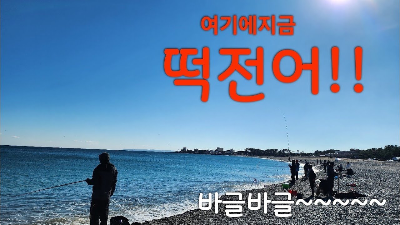 떡전어!!!지금 여기가시면 누구나 마릿수가능!!#포항낚시 #생활낚시 #바다낚시