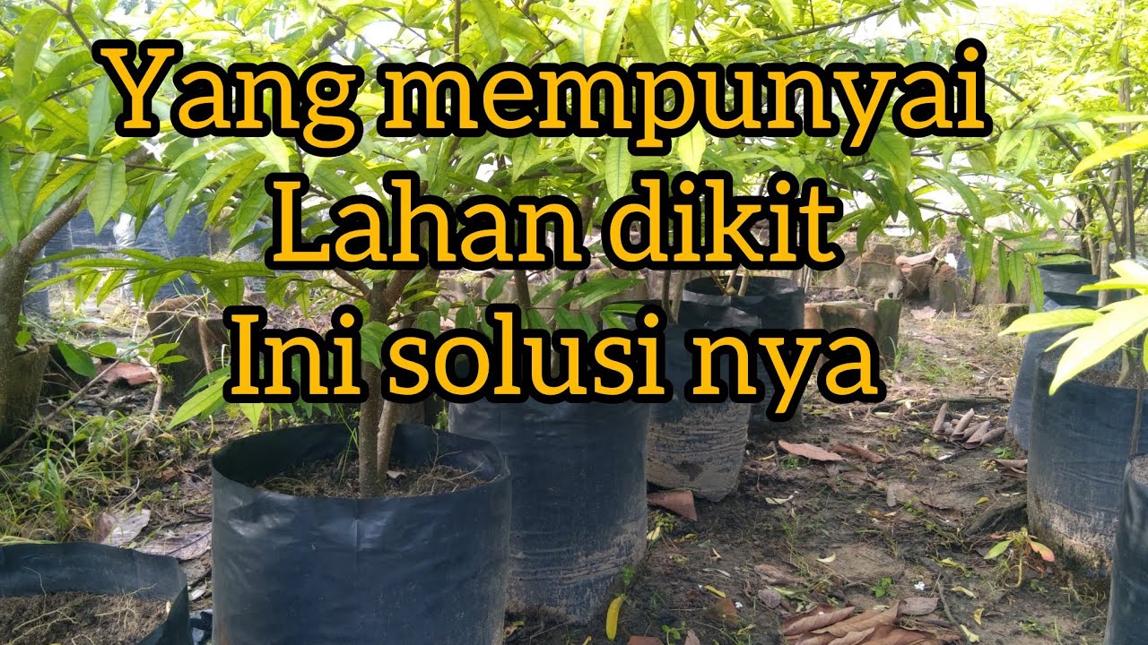 budidaya anting putri