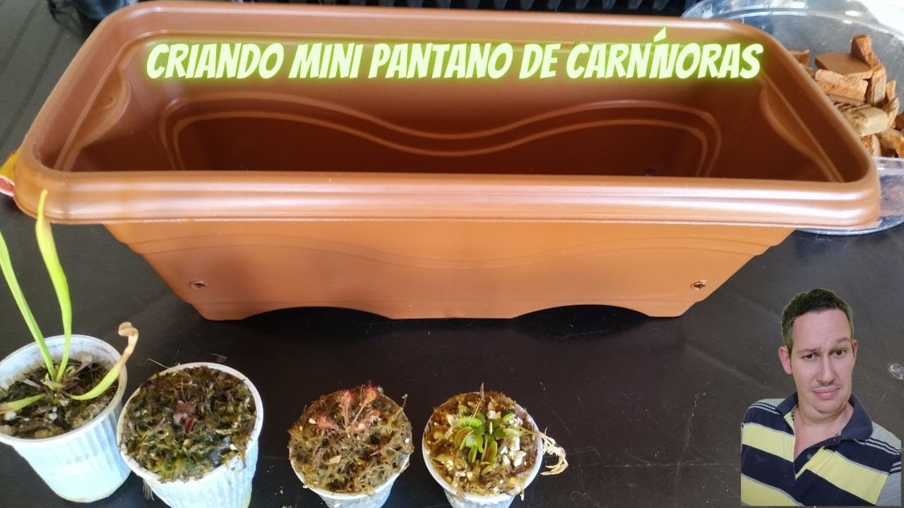 Criando Mini Pântano com Carnívoras