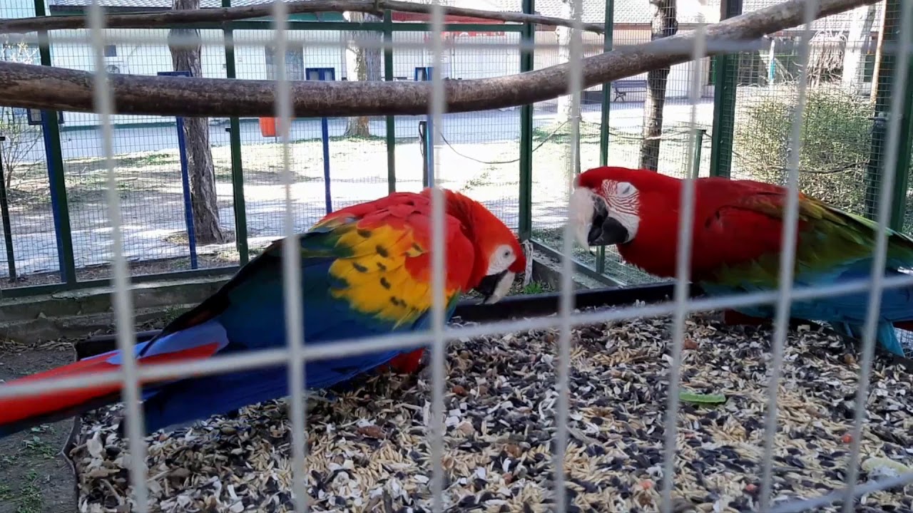 #62 ZOO ROMANIA 2019  -  PAPAGALI ARA  -  ARIPI VERZI , PIEPT GALBEN SI STACOJIU