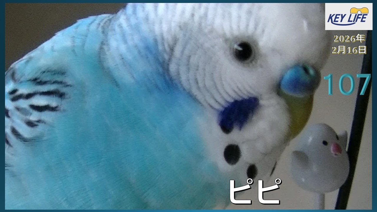 セキセイインコとの暮らし（107）ピピ