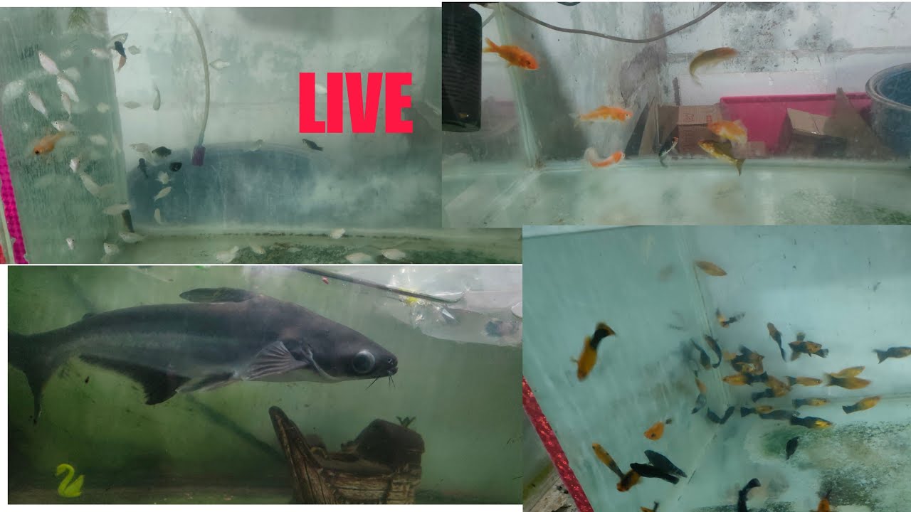 Live fishes update day 2