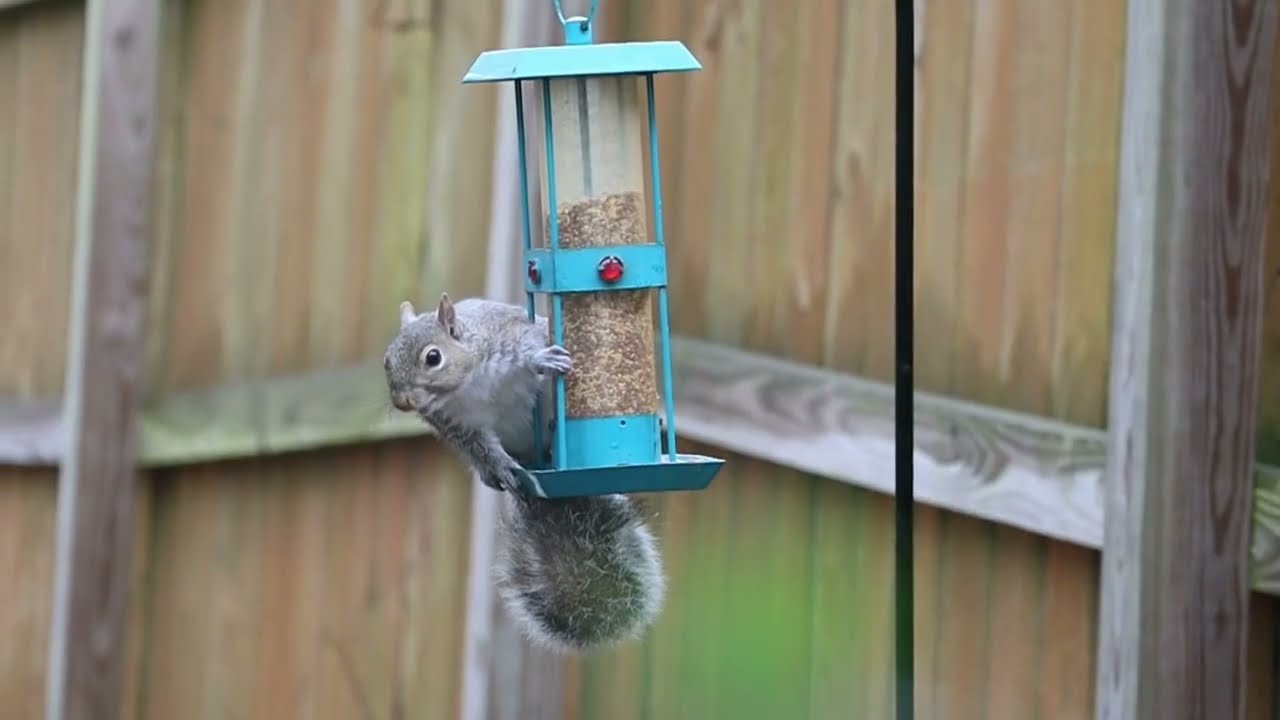 Cat TV and Dog TV , Birds feeding ,Squirrel feeding ,TV made for cats and Dogs .