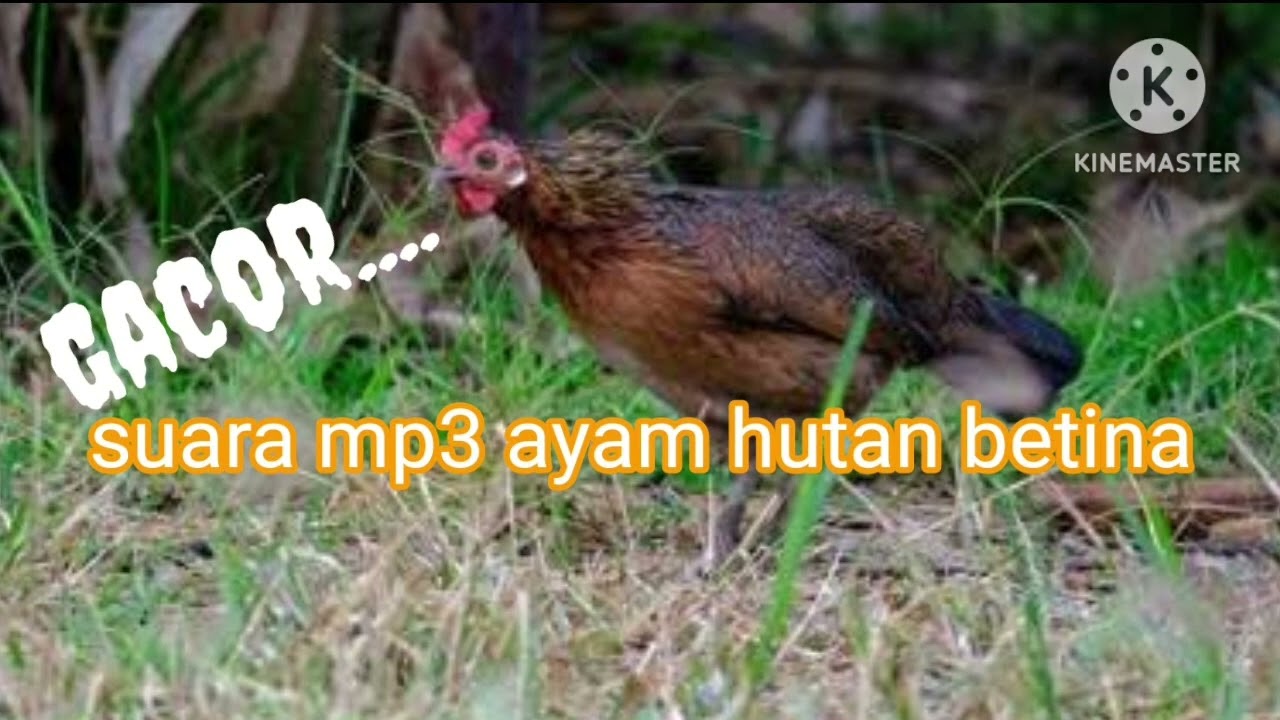 SUARA BETINA PALING GACOR...
