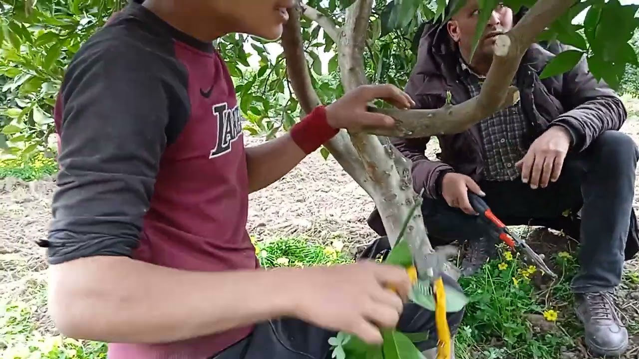 Un jeune agriculteur en apprentissage de la technique de la taille d'oranger
