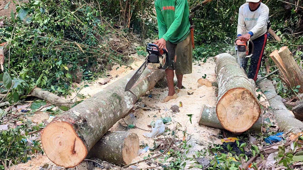 Keahlian operator chainsaw mengolah batang kayu randu menjadi papan cor