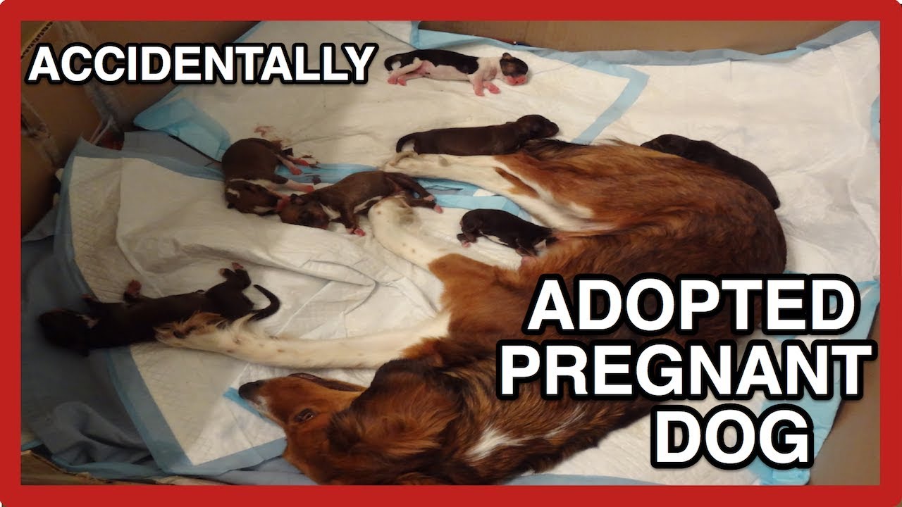 ACCIDENTALLY ADOPTED PREGNANT DOG AND RAISED PUPPY LITTER