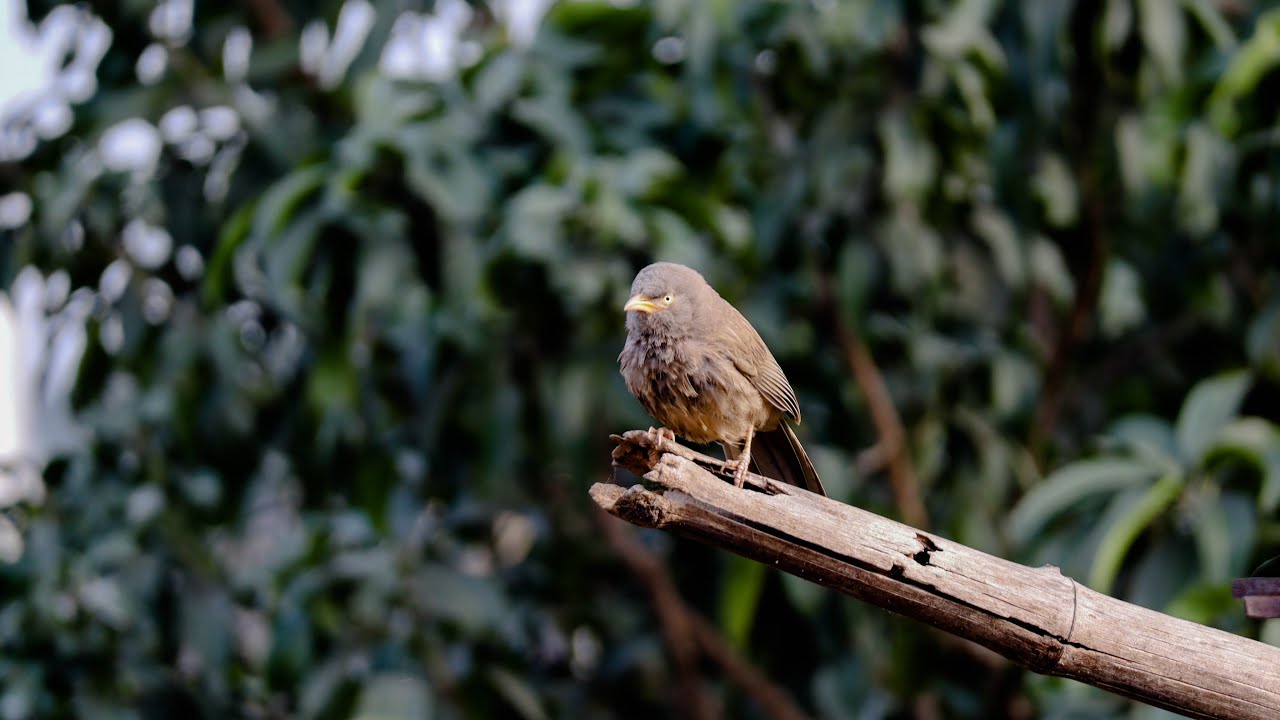 Canon M200 bokeh photo and video samples at 200mm