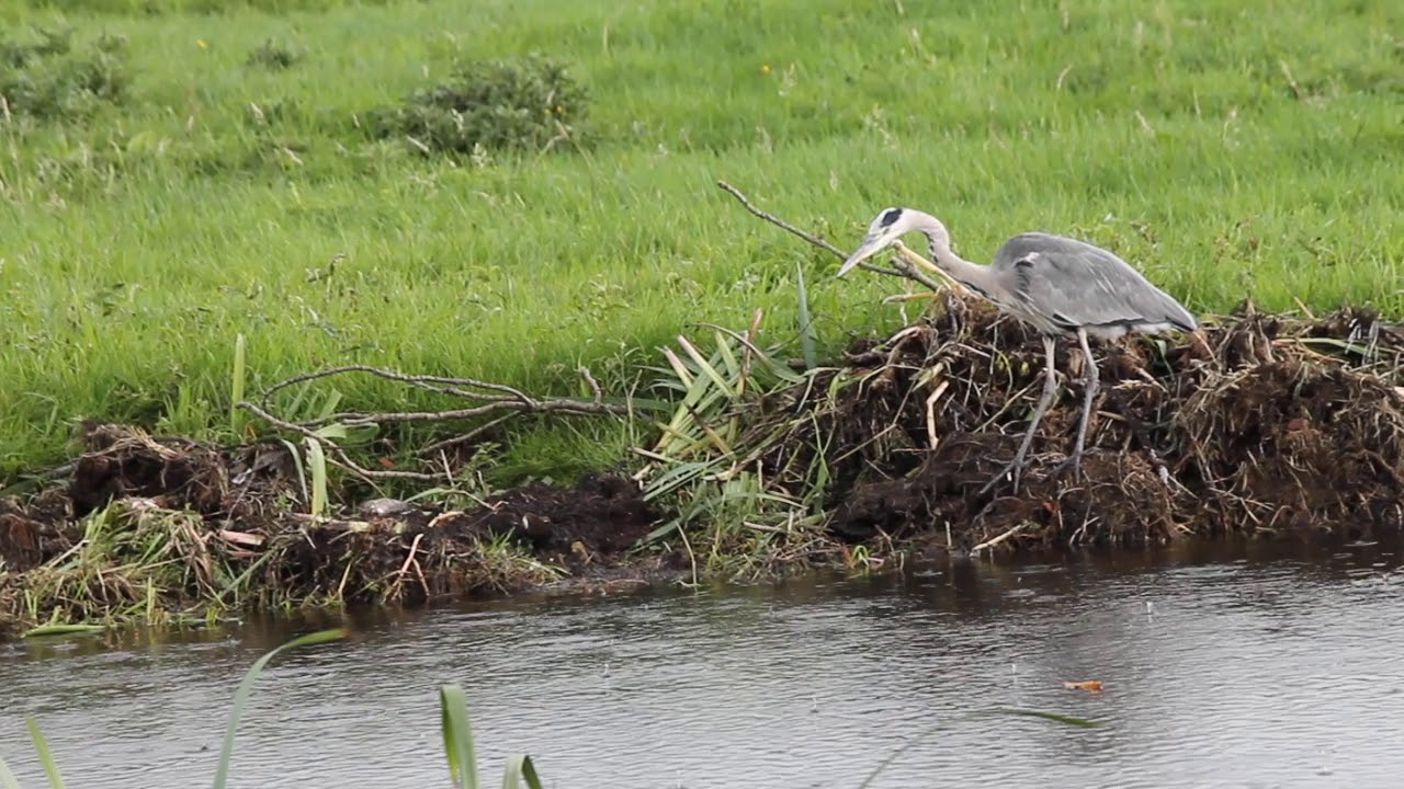 Blauwe reiger heeft beet! | Zelf Geschoten | Vroege Vogels
