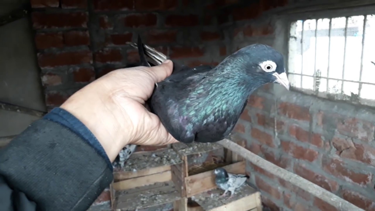Zaaq Pigeons Breed Classic and Unique - Zaak Kabootar
