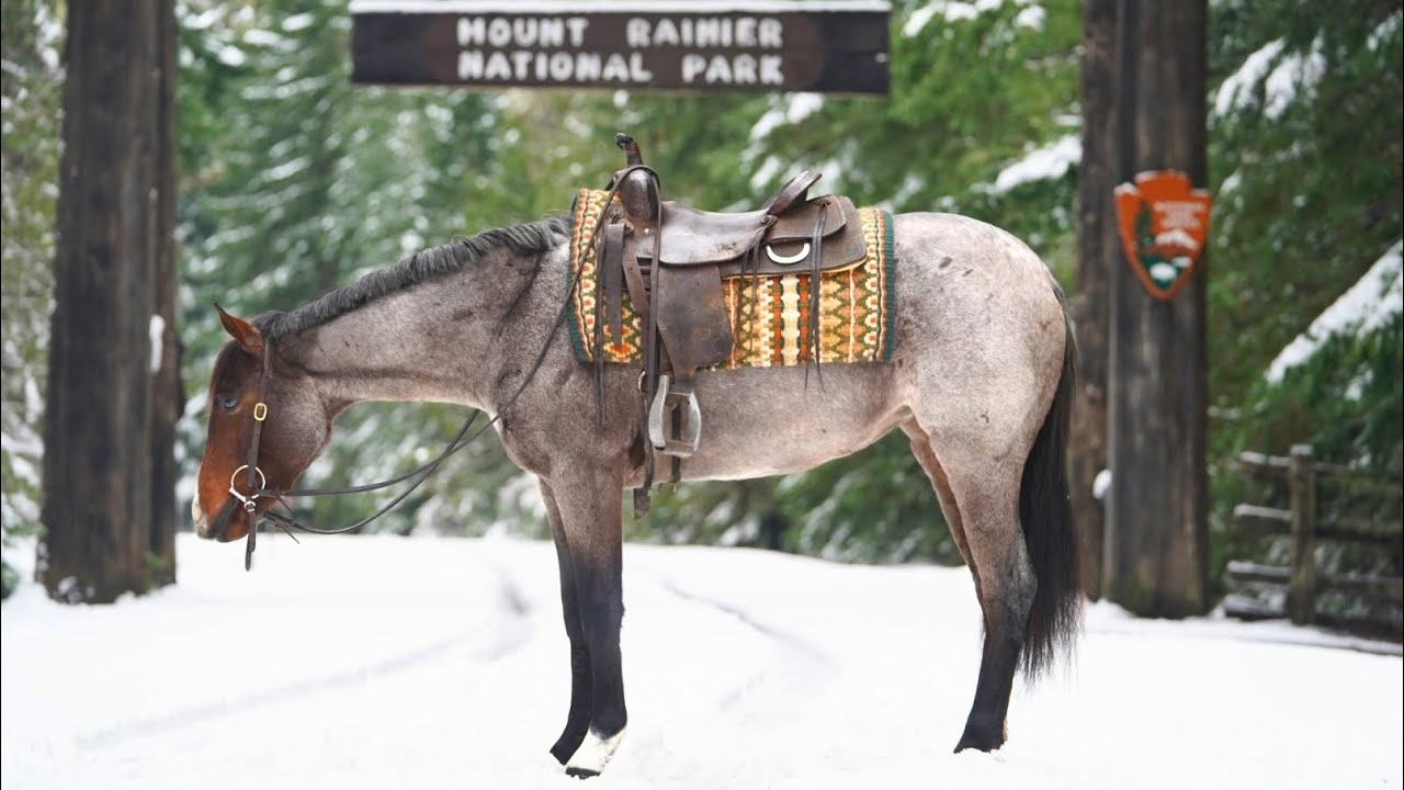 Mystic Spade 2022 Bay Roan AQHA Filly