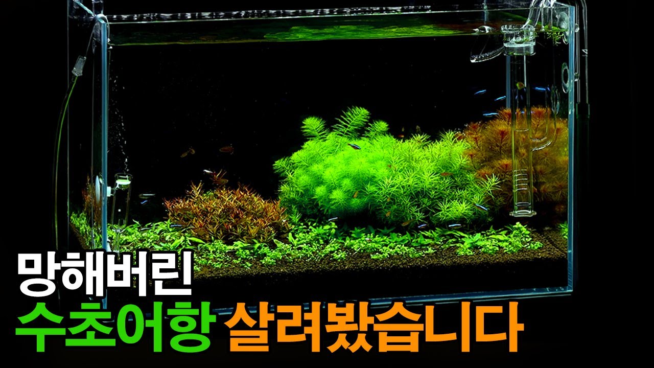 망해버린 수초어항 다시 살리기 - 수조 레이아웃