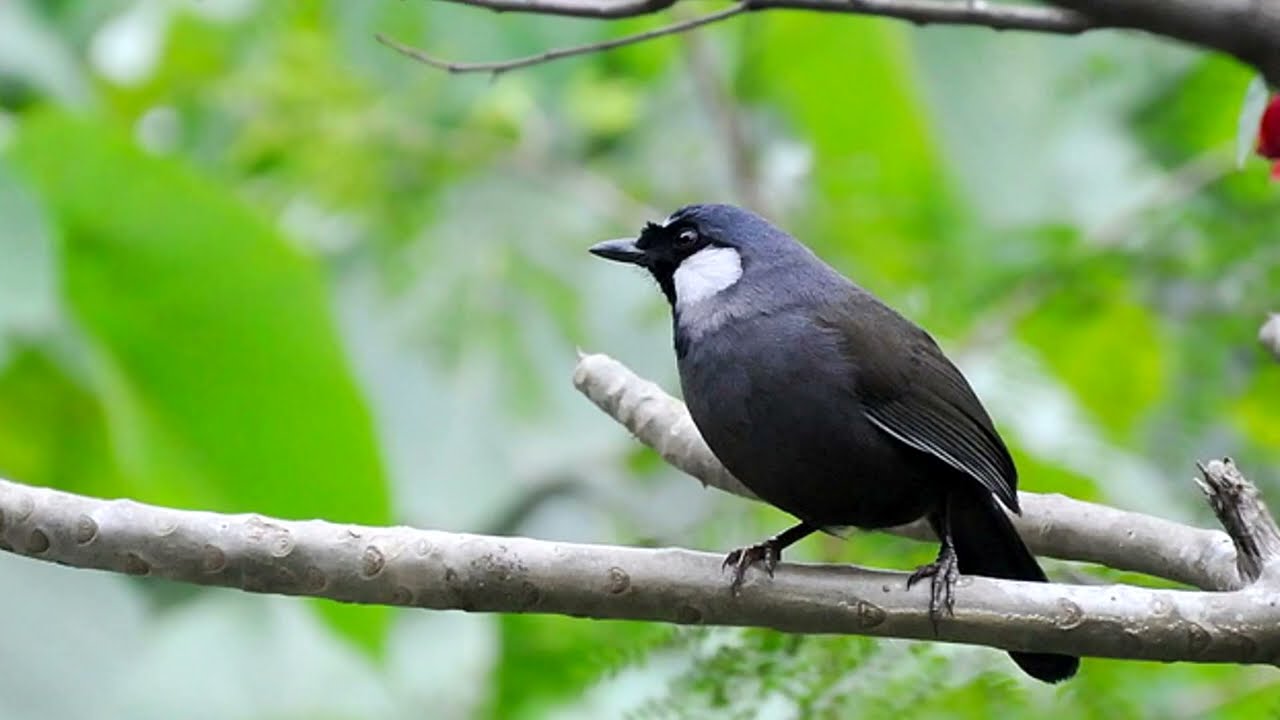 Relax 1 Hours of Birds Chirping and Singing| Birdsong - Birds Garrulax chinensis