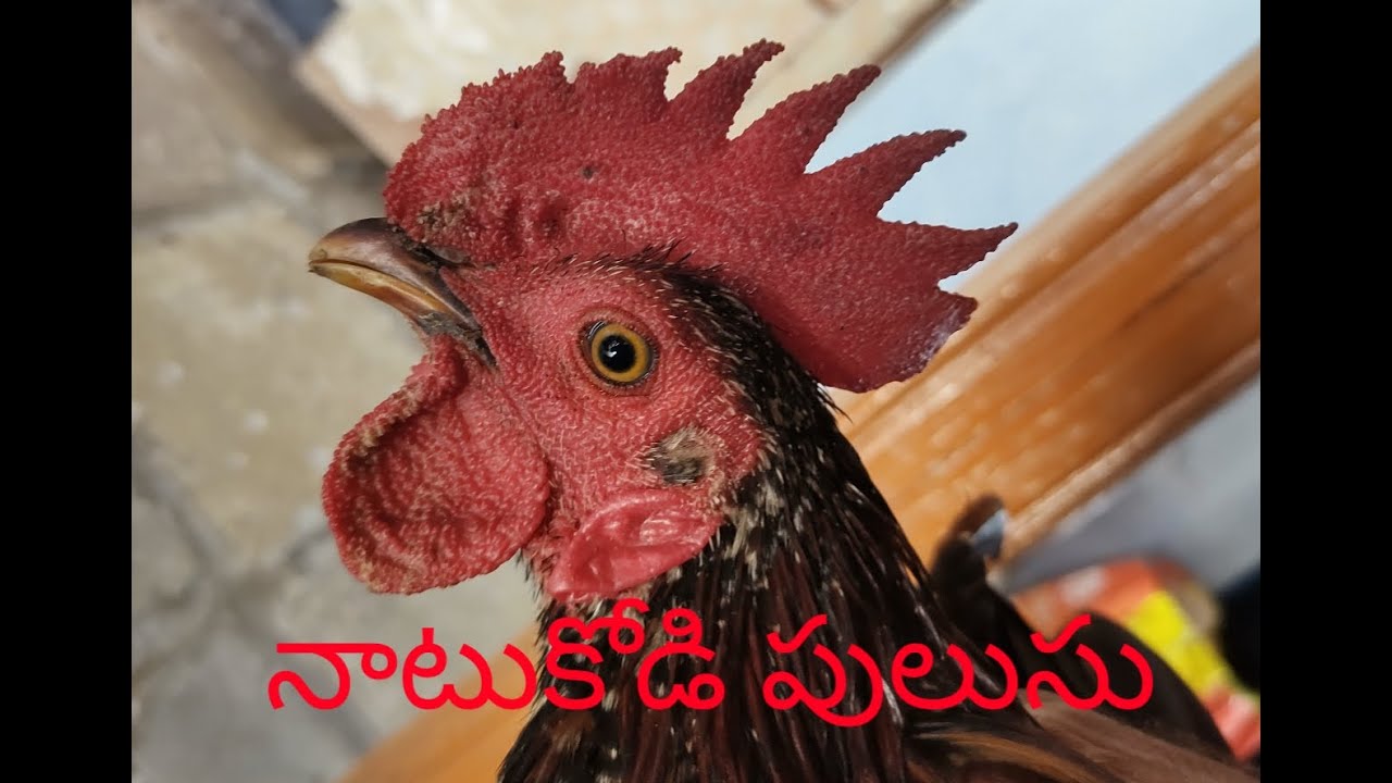 My grandmother cooking country chicken  #grandmakitchen #countryfood #villagefood