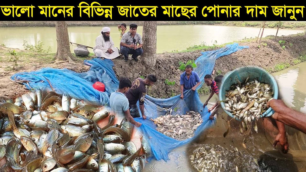 ময়মনসিংহের নূরানী মৎস্য হ্যাচারী থেকে বিভিন্ন জাতের মাছের পোনার দাম জানুন