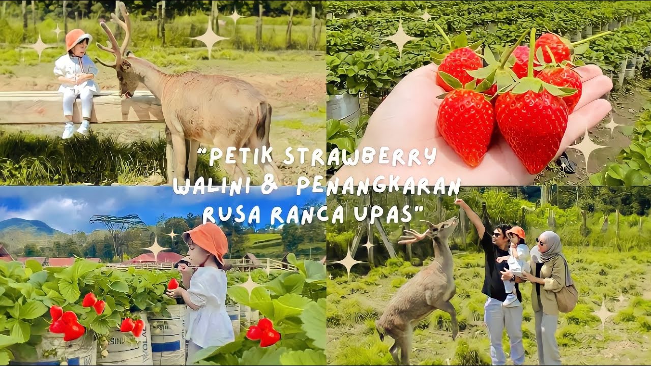🍓🦌 PETIK STRAWBERRY CIWIDEY & RUSA RANCA UPAS | Strawberry Walini, Penangkaran Rusa | Ciwidey 🌤️