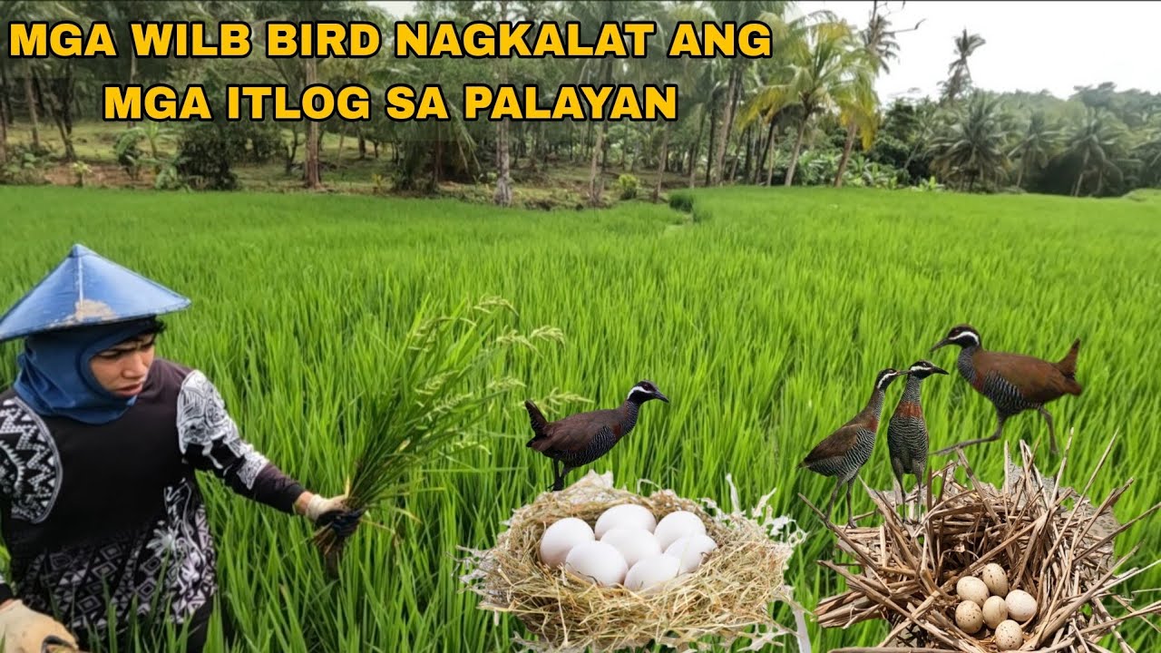 PINAMUGARAN NG WILD BIRD ANG PALAYAN NI TATAY NAGKALAT ANG ITLOG