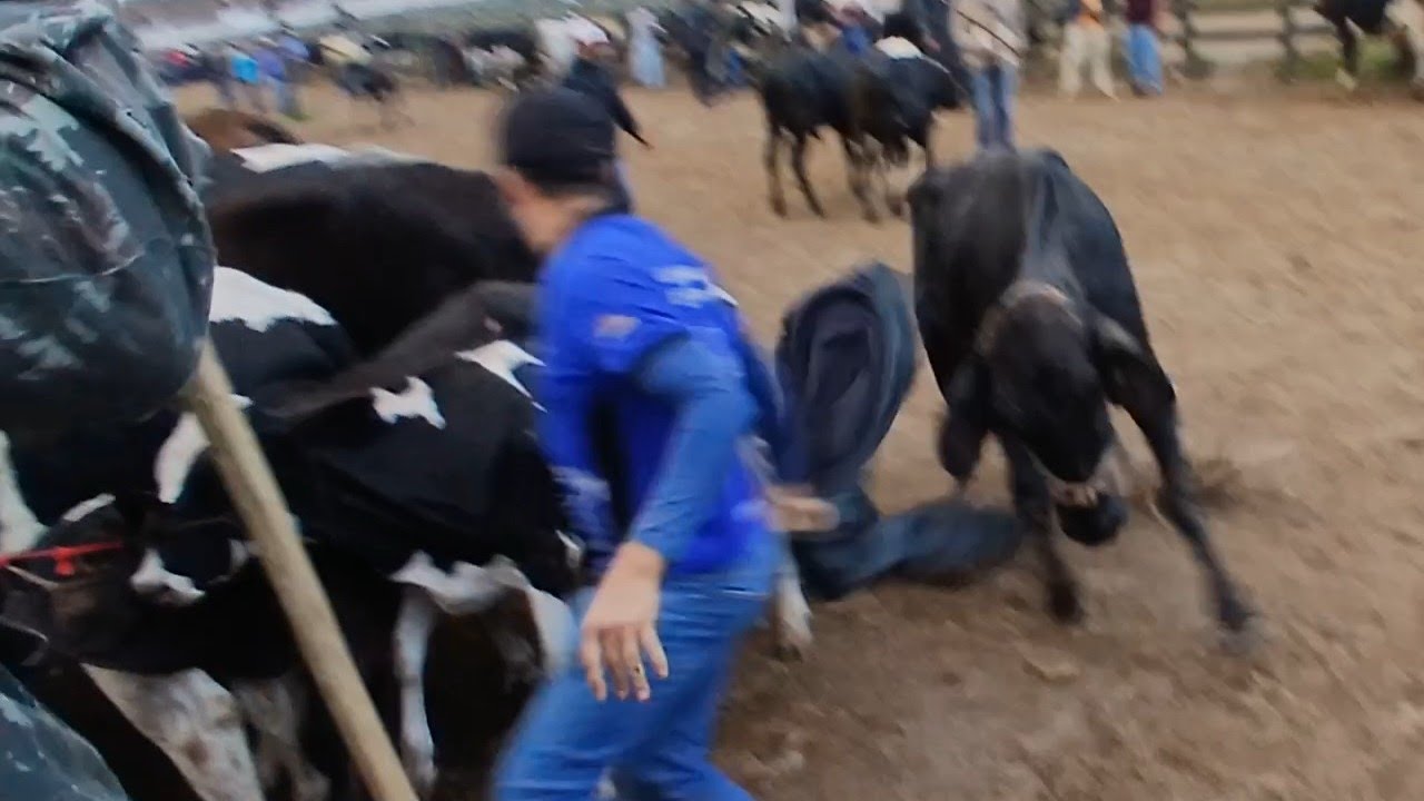 FEIRA DO GADO EM CAPOEIRAS PERNAMBUCO VACA BRABA 14 de novembro de 2025